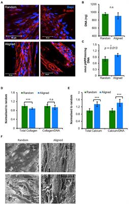 Electrospun Fiber Alignment Guides Osteogenesis and Matrix Organization Differentially in Two Different Osteogenic Cell Types